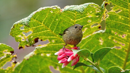 Female slaty Flowerpiercer (Diglossa plumbea) on a flowering plant at the high altitude Paraiso...