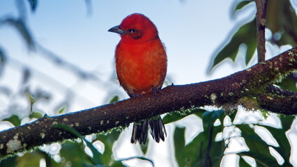 Male flame-colored tanager (Piranga bidentata) perched on a branch at the high altitude Paraiso Quetzal Lodge outside of San Jose, Costa Rica - obrazy, fototapety, plakaty