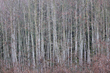 Obraz premium Growing Trees