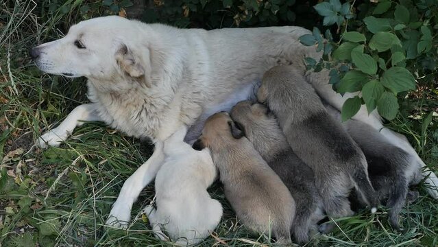 Top view lactating dog mother feeding puppies with breast milk. Many puppies suckle milk from a lying nursing mother. Breastfed white bitch cubs