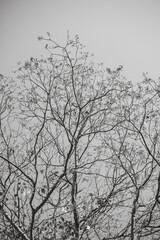 Obraz na płótnie Canvas tree branches against blue sky