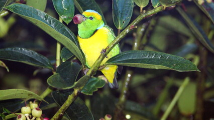 Golden-browed chlorophonia (Chlorophonia callophrys) perched in a tree, eating a piece of fruit, at the high altitude Paraiso Quetzal Lodge outside of San Jose, Costa Rica