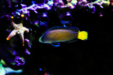 Splendid Dottyback coral reef fish in marine aquarium