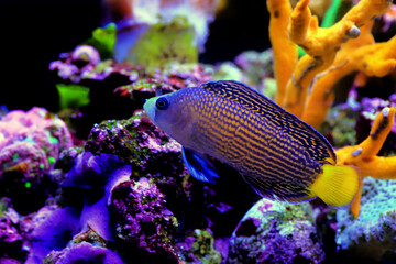 Splendid Dottyback coral reef fish in marine aquarium