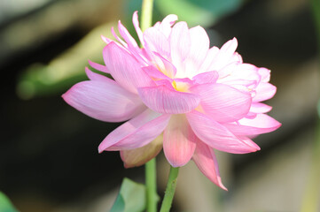 蓮 Lotus