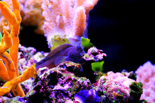 Starry or Snowflake blenny fish in coral reef aquarium tank