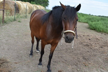 Obraz premium Brown Horse