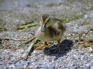 A fluffy baby duckling standing on a pebbly beach in Ontario, Canada.