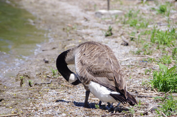 A Canada goose cleaning itself on the beach of Lake Ontario in Canada