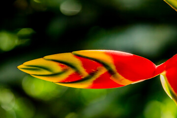 flore macro vermelhas