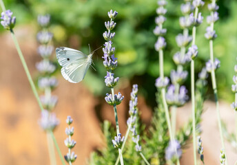 Butterfly is about to perch on lavender plant.