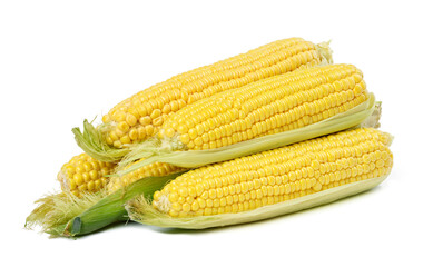 Stack of corn cobs with yellow grains isolated on white background