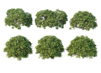 Fototapeta premium Shrubs and flowers on a white background