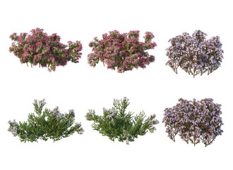 Shrubs and flowers on a white background