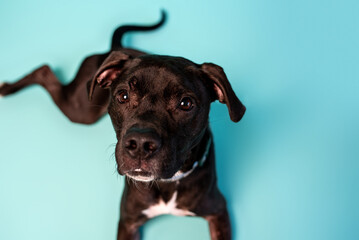 Gray American Staffordshire terrier mix on studio backdrop. Sweet tripod dog. 