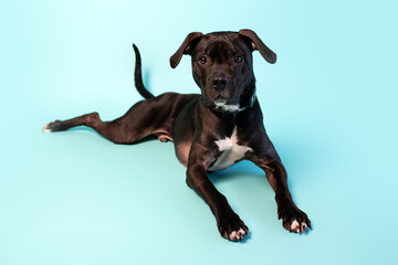 Gray American Staffordshire terrier mix on studio backdrop. Sweet tripod dog. 