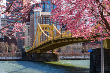 Pittsburgh Cherry Blossoms - obrazy, fototapety, plakaty