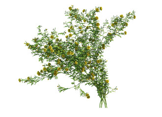 Ivy flowers on a white background.