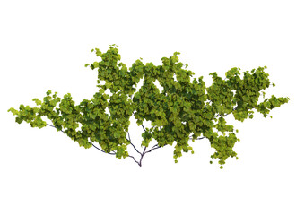 Ivy flowers on a white background.