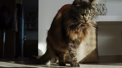 A very beautiful Maine Coon cat sits very close to the camera and looks ahead. The sun illuminates his shiny hair and green eyes very nicely.