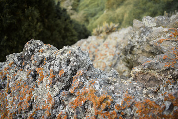 Montículos rocosos es un entorno de poca vegetación y clima húmedo