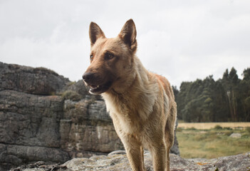 Perro de campo sobre paisaje natural con rocas muy antiguas