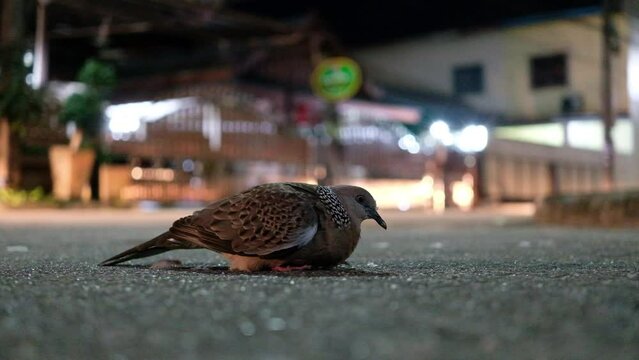 One spotted dove on the road with car running passed at night. The native species from Europe, east across Asia to Thai