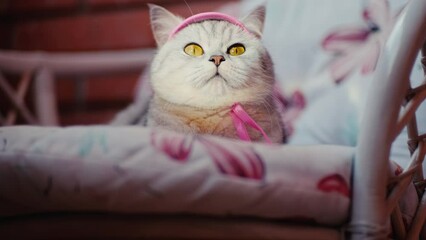 Beautiful gray cat of the Scottish breed.Kitten dressed in a pink knitted scarf and hat.The sun shines in the cat's eyes. Rare brown, yellow cat eyes.
