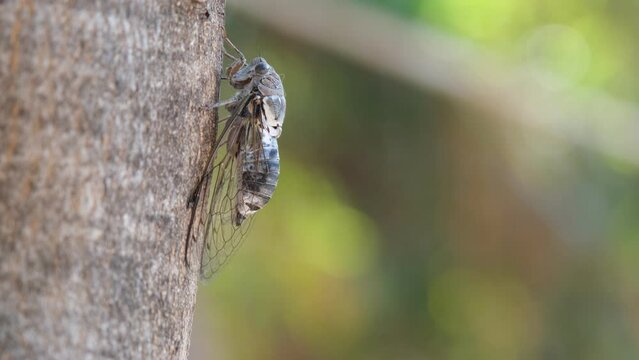 cicada in the tree