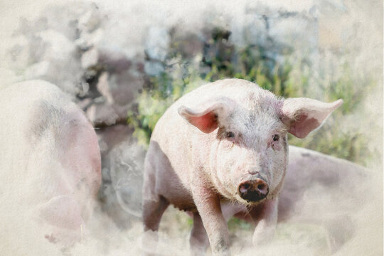 Pig portrait watercolor digital illustration. Digital painting of piglets at free range organic pig pork farm 	
