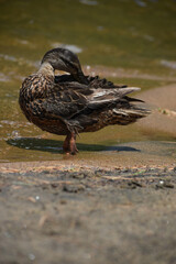 Parc Mauricie Lac Wapizagonke 22 Juillet 2022