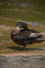 Parc Mauricie Lac Wapizagonke 22 Juillet 2022