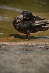 Parc Mauricie Lac Wapizagonke 22 Juillet 2022