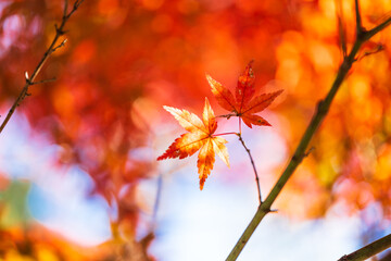 紅葉　イメージ