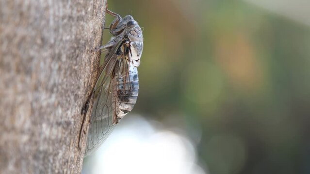 cicada in the tree