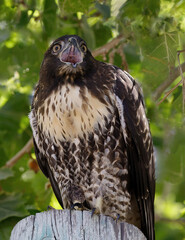 Red-tailed Hawk, Juvenile, Calling Out to his parents. Cuesta Park, California, USA.