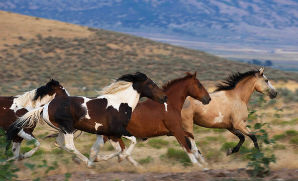 Beautiful Horses Running Free