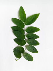 green leaves isolated on white