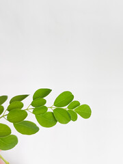 Fototapeta na wymiar Isolated moringa leaves 