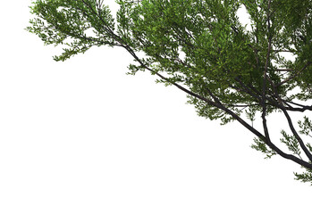 Foreground Twigs on a white background