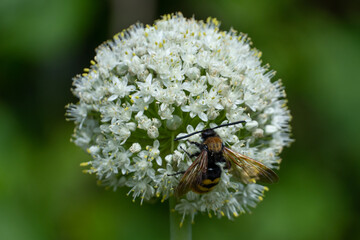 bee on a flower