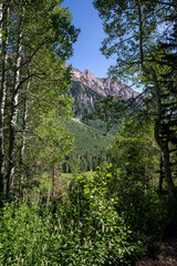 forest in the mountains