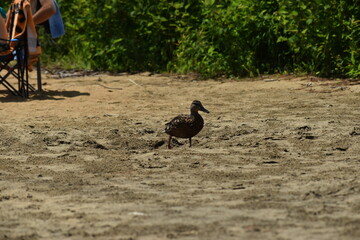 Parc Mauricie Lac Wapizagonke 22 Juillet 2022