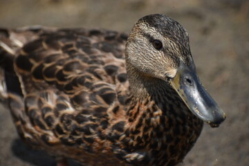 Parc Mauricie Lac Wapizagonke 22 Juillet 2022