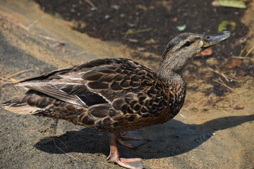 Parc Mauricie Lac Wapizagonke 22 Juillet 2022