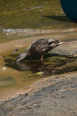 Parc Mauricie Lac Wapizagonke 22 Juillet 2022