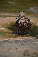 Parc Mauricie Lac Wapizagonke 22 Juillet 2022