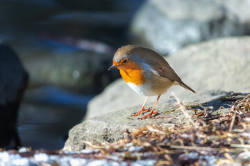 European robin in Denmark at winter season