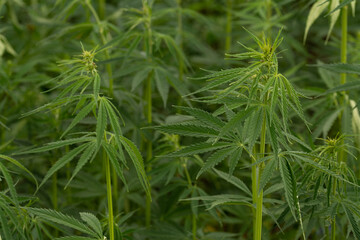 green cannabis plant with leafes on marihuana field farm