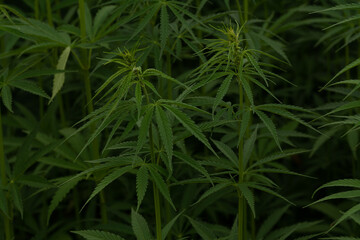 green cannabis plant with leafes on marihuana field farm